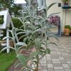 今日の庭仕事は・・・