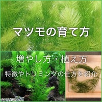 メダカの飼育に最適おすすめ水草選 人気の浮き草等タイプ別に紹介 たなごgo