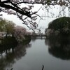 2015関西桜紀行その４（ぐるめ編）