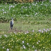 Cocoi Heron Cocoi Heron ナンベイアオサギ