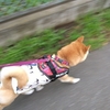 5時散歩、だよ
