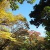 紅葉はどこよ？山の中より公園　スズメバチも