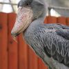 掛川花鳥園の主役（？）他