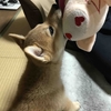 柴犬あきとの生活　36