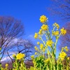 菜の花（1/11）