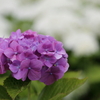 蜻蛉池公園の紫陽花