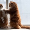 「あなたのスタンスは？」