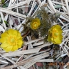 大寒　フクジュソウが開花しました