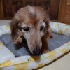 老犬ホームあん｜イブ 虹の橋を渡りました