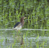 隣の隣の県の離島へ鳥を見に行った日記（２０２４　０５０２～０５０６）その２８。