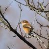 鳥見初め