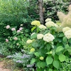 バラの一番花が終わった庭を彩る宿根草たち