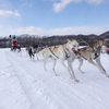 【北海道】オススメの犬ぞり体験|MushingWorks|１度は絶対に体験すべきウインタースポーツ