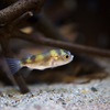 南米淡水フグ Colomesus asellus