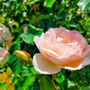 2025 【無農薬でバラ栽培】バラが咲き始めました