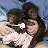 絶滅危惧種のボノボの赤ちゃん、公開