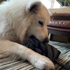 愛犬JOYの日常