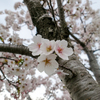 札幌の桜①