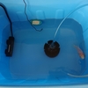再びエサくれを始めた金魚