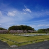 今年のお花見～太宰府政庁跡