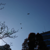 珍しくアオサギが群れで高高度で舞っていた