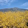 筑波山梅林でロウバイを満喫