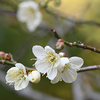 梅の花が咲きました