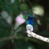 White-necked Jacobin シロエリハチドリ
