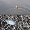 糸島の泉川！平べったい魚が釣れました【小物釣り】