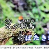 「佐久の季節便り」、「佐久高原メロディー」・「駒鳥」が、「にっぽん百名山」・「利尻」で、放映されました。