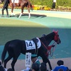 東京競馬8R パドック直前予想 ◎14 テキスタイルアート