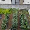 梅雨入りの気配と、追肥・ミニトマトの植え付け🌱🍅