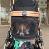 OSOTO GRACE RCⅡレビュー｜パピヨン子犬との外慣れ・お出かけで使った感想