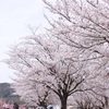 家族ぐるみで花見。