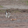 子猫が猫になるまで（７）