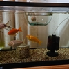 強い金魚の束の間の夢だった