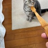 猫との終わりのないブラッシング戦。ブラッシング要求ビーム攻撃を連日受けて飼い主疲れ果てるｗ