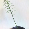 ソテツの葉が開きました🌱