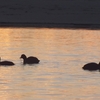 高萩海岸の鳥たち