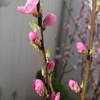 ♡♡♡桃花と桜餅♡♡♡