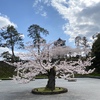 金沢城公園の桜、2020。