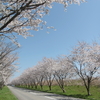 桜の季節に河北潟の母恋街道を歩いてみた