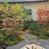 2024年モミジの紅葉　11月から12月