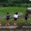 田植え