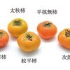 秋と言えば柿　Persimmon / Kaki