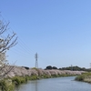 初夏の陽気の今日は、桜吹雪の中をポタリング！