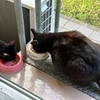 朝の黒猫ダブル