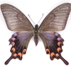 オキナワカラスアゲハの標本 （メス）; 奄美大島産; 春型（3月採集）　b