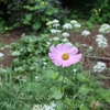 ９月半ばの花・・②