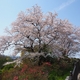 卯辰山公園「見晴らし台」桜満開